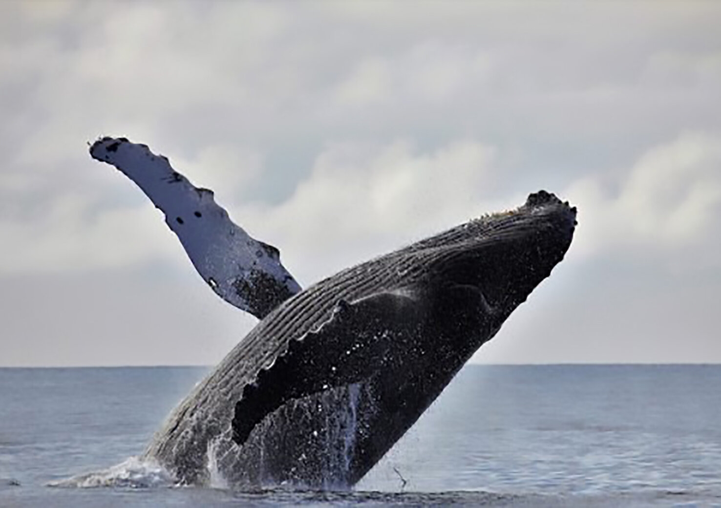 whale chichijima.jpg