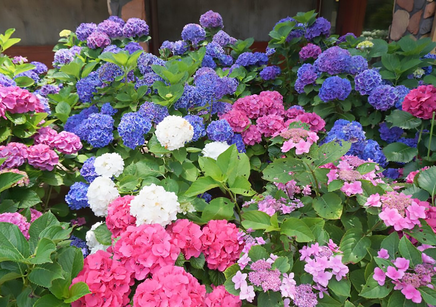 hydrangeas oshima.jpg