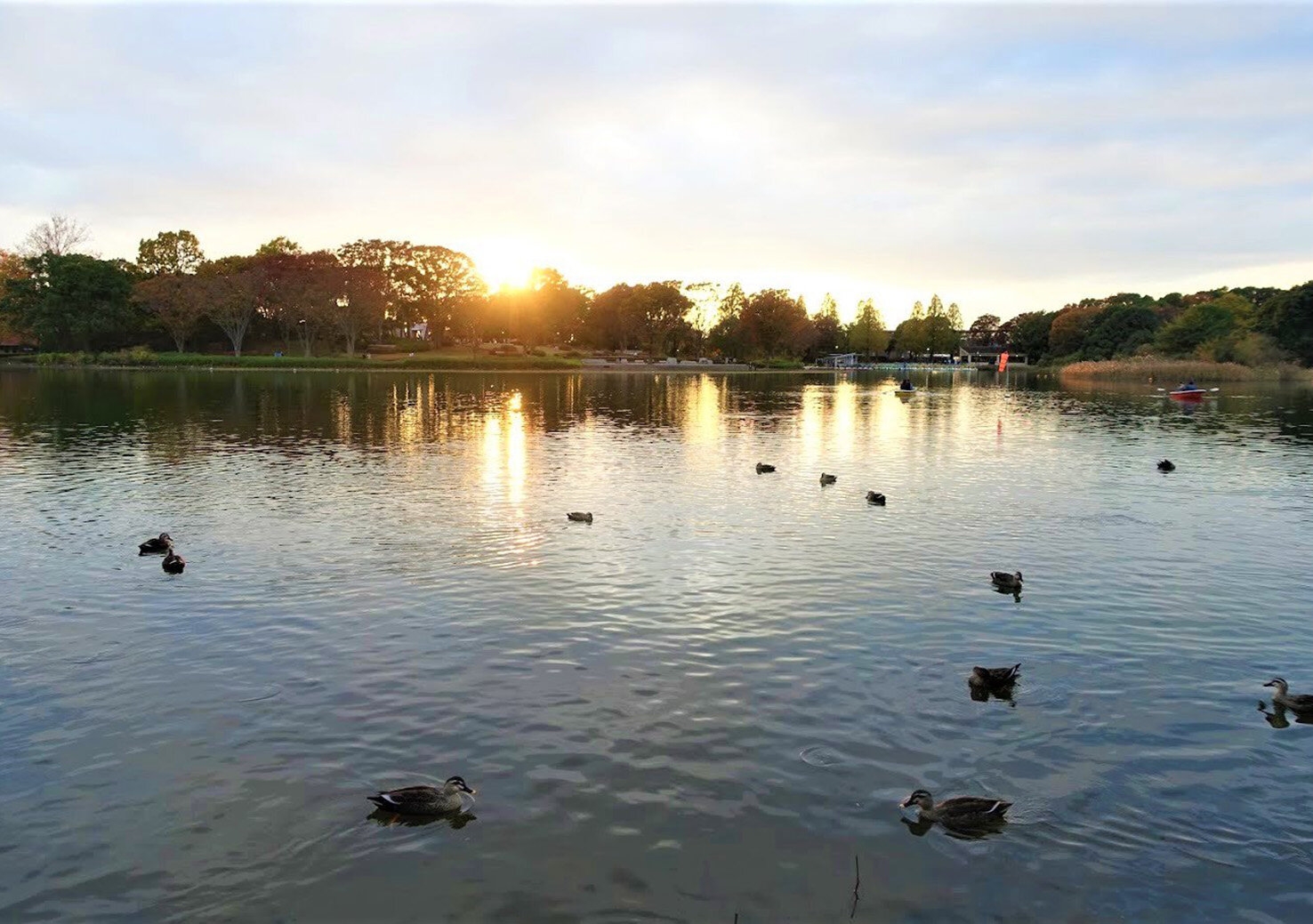 rachel leng_showa memorial park 18.jpg