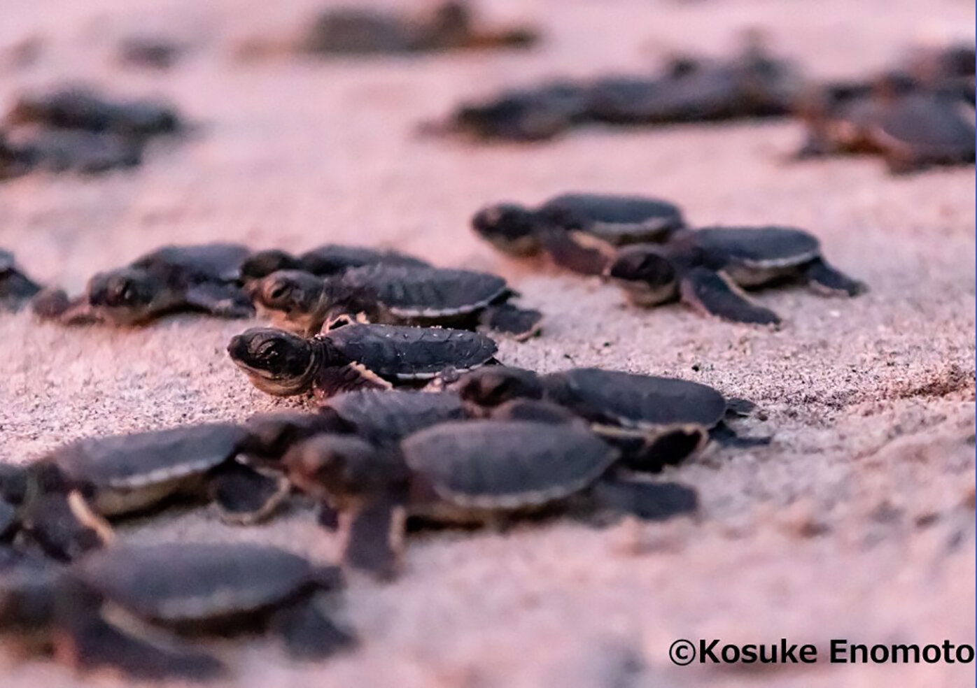 sea turtles chichijima.jpg